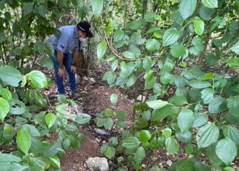 Encuentran cinco cuerpos en una fosa clandestina en Cancún