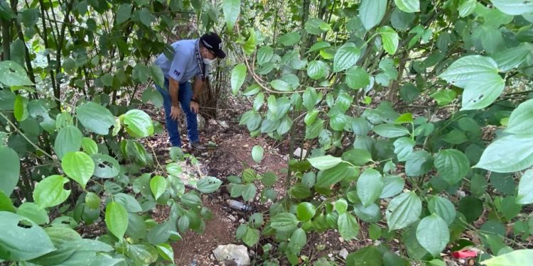 Encuentran cinco cuerpos en una fosa clandestina en Cancún