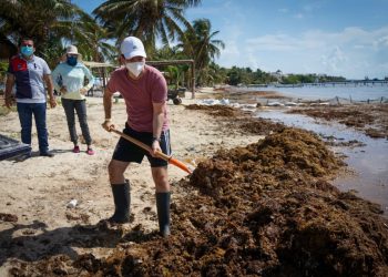 Se refuerza acciones de combate al sargazo