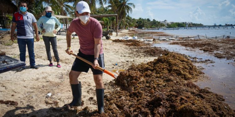 Se refuerza acciones de combate al sargazo