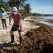 Se refuerza acciones de combate al sargazo