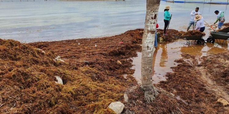 Vigilarán manejo de sargazo en playas