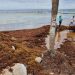 Vigilarán manejo de sargazo en playas