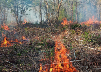 Quintana Roo registra tres incendios forestales activos