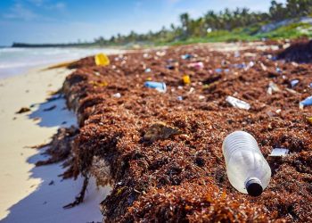 Contaminación acaba con Quintana Roo