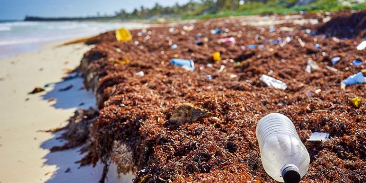 Contaminación acaba con Quintana Roo