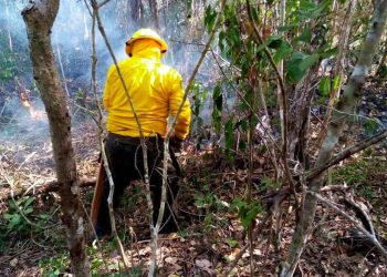 Hay una estrecha coordinación para atender incendios y proteger la riqueza forestal de Quintana Roo