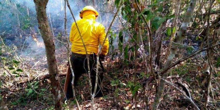 Hay una estrecha coordinación para atender incendios y proteger la riqueza forestal de Quintana Roo