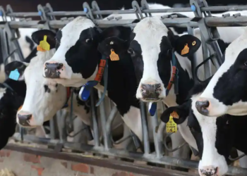 Estudio revela daños en ganado similar al Alzheimer