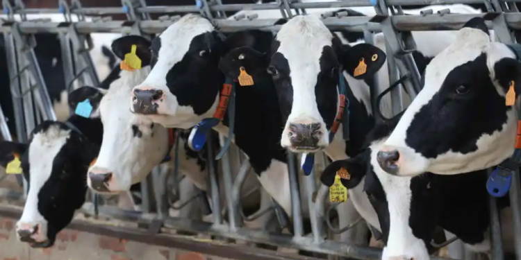 Estudio revela daños en ganado similar al Alzheimer