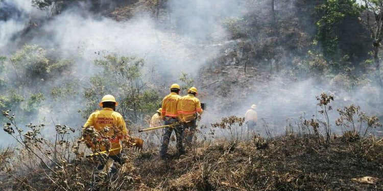 Fallecen cuatro personas tras sofocar un incendio forestal en Oaxaca