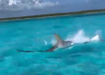 Turistas captan la persecución entre un tiburón martillo y una mantarraya en Cozumel