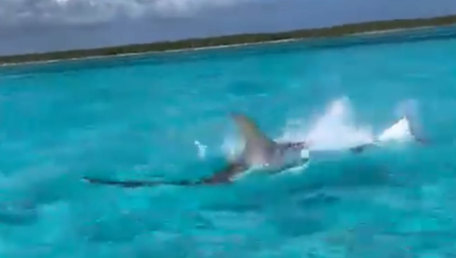 Turistas captan la persecución entre un tiburón martillo y una mantarraya en Cozumel