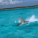 Turistas captan la persecución entre un tiburón martillo y una mantarraya en Cozumel