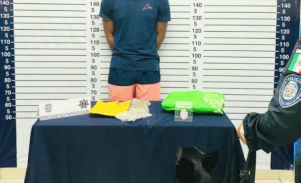 Unidad canina detecta a extranjero portando drogas en Playa del Carmen