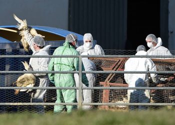 Reportan primer contagio de gripe aviar H5 en EU