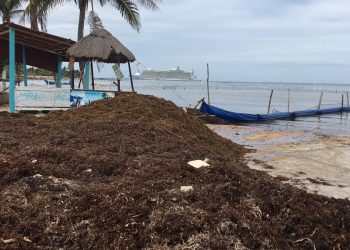 27% del sargazo viene hacia Quintana Roo
