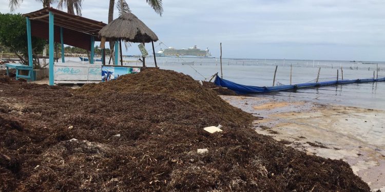 27% del sargazo viene hacia Quintana Roo