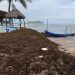 27% del sargazo viene hacia Quintana Roo