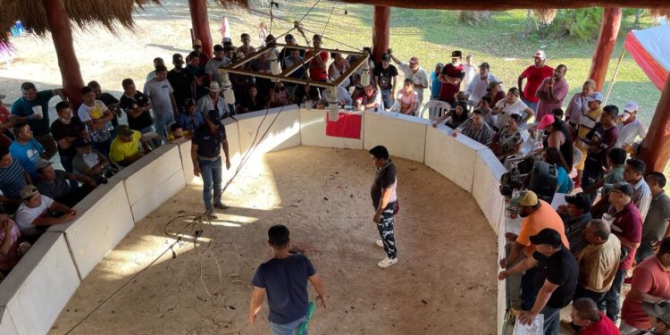 Solicitan galleros que no maten la tradición de peleas de gallos