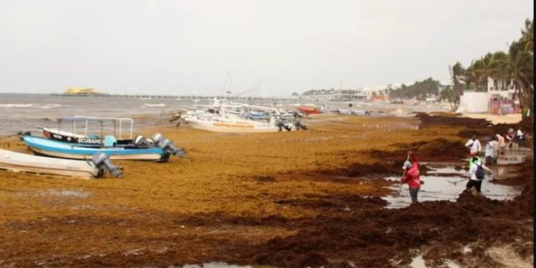 48 mil toneladas de sargazo son un riesgo para costas y destinos de Quintana Roo&nbsp;&nbsp;&nbsp;&nbsp;&nbsp;&nbsp;&nbsp;&nbsp;&nbsp;&nbsp;&nbsp;&nbsp;&nbsp;&nbsp;&nbsp;&nbsp;&nbsp;&nbsp;&nbsp;&nbsp;&nbsp;&nbsp;&nbsp;&nbsp;&nbsp;&nbsp;&nbsp;&nbsp;&nbsp;&nbsp;&nbsp;&nbsp;