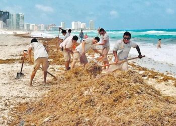 2 mil toneladas recolectadas en una semana de sargazo