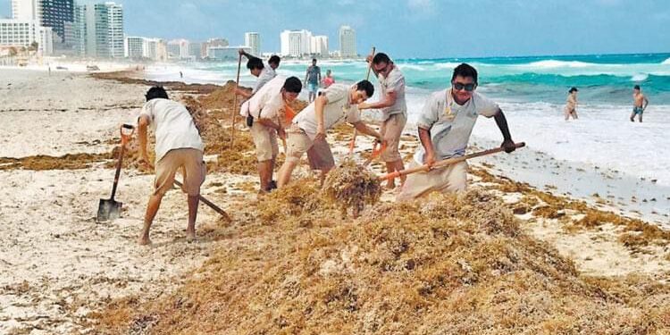 2 mil toneladas recolectadas en una semana de sargazo