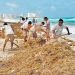 2 mil toneladas recolectadas en una semana de sargazo
