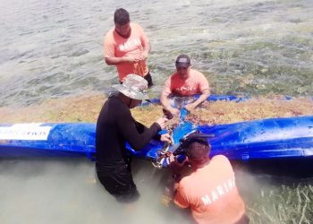 Instalan en Mahahual mil 400 metros de barrera para contener arribo de sargazo