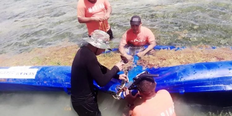 Instalan en Mahahual mil 400 metros de barrera para contener arribo de sargazo