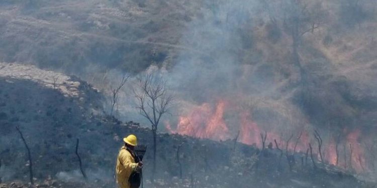 Incendio forestal afecta en el municipio de Zapopan