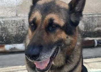 Elemento canino muere tras ataque de abejas mientras realizaba una inspección