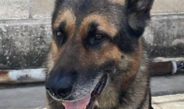 Elemento canino muere tras ataque de abejas mientras realizaba una inspección