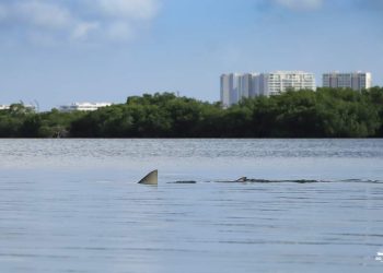 Difunden imágenes de un delfín y tiburón toro dentro de la Laguna Nichupté