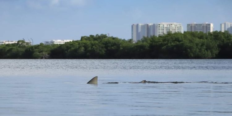 Difunden imágenes de un delfín y tiburón toro dentro de la Laguna Nichupté