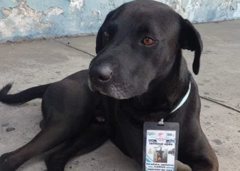 Perro de nombre Firulais se vuelve supervisor de ruta en Acapulco