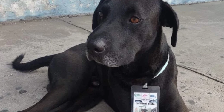 Perro de nombre Firulais se vuelve supervisor de ruta en Acapulco