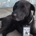 Perro de nombre Firulais se vuelve supervisor de ruta en Acapulco