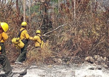Ha quedado extinto el fuego forestal en 7 mil 554 hectáreas en Quintana Roo