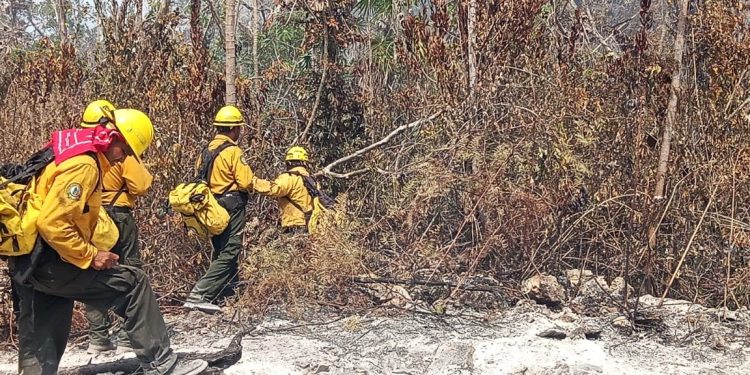 Ha quedado extinto el fuego forestal en 7 mil 554 hectáreas en Quintana Roo