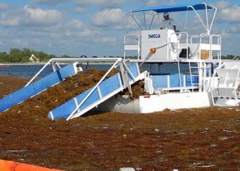 32 mil 200 toneladas de sargazo han recalado en costas de Quintana Roo