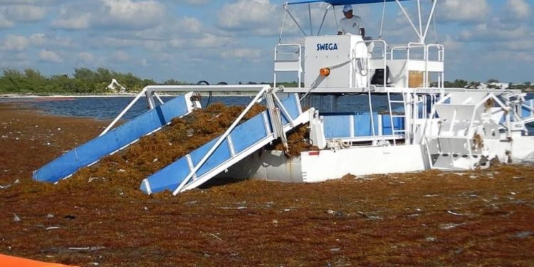 32 mil 200 toneladas de sargazo han recalado en costas de Quintana Roo