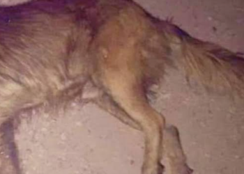 Sujeto en estado de ebriedad asesina a sus dos mascotas en Cancún
