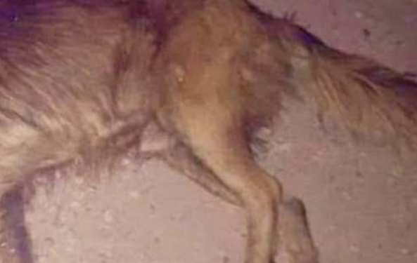 Sujeto en estado de ebriedad asesina a sus dos mascotas en Cancún