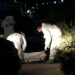 Acribillan a hombre en las afueras de la comunidad Río Verde de Bacalar