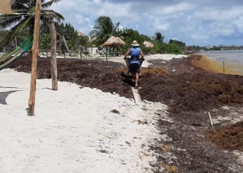 30 mil toneladas de sargazo en las costas de Quintana Roo