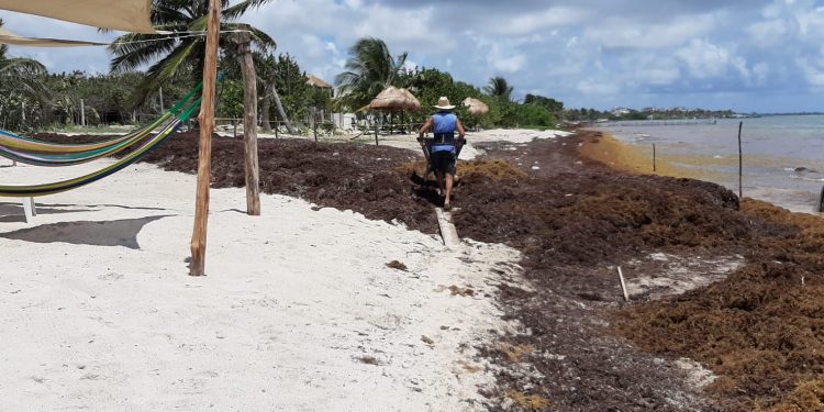 30 mil toneladas de sargazo en las costas de Quintana Roo