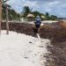 30 mil toneladas de sargazo en las costas de Quintana Roo