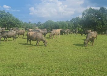 Buscan productores incentivar la industria bufalera en el sureste del país