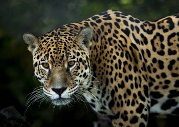 La Zona del ‘Jaguar’ en Tulum a sido declarada como área natural protegida